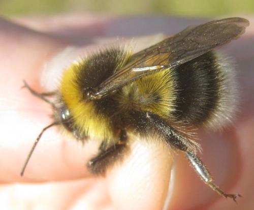 Bombus sp.
